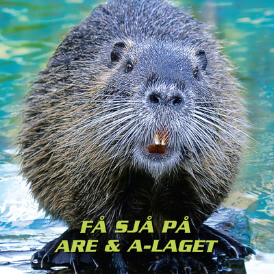 Fa sja pa (Pingle Mix)/Are & A-Laget