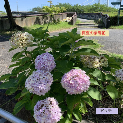 真夏の紫陽花/阿知波 雅久