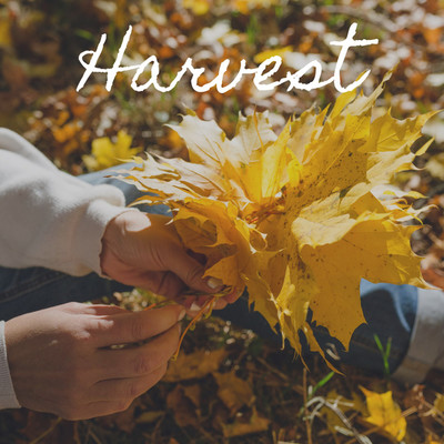 アルバム/Harvest/Olivia Rich