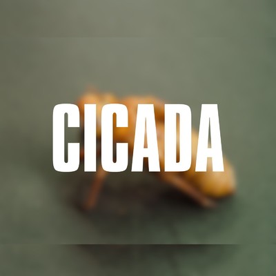 Cicada/森口翔太