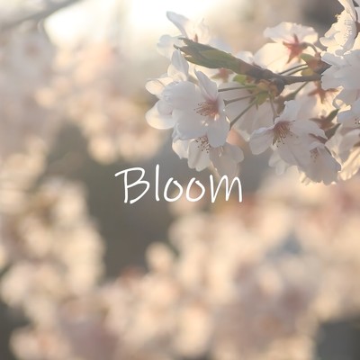 シングル/Bloom/Roca