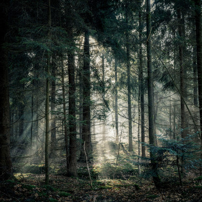 Whispering Woods/Larry Childs