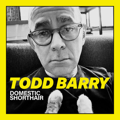 Domestic Shorthair/Todd Barry