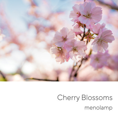 シングル/Cherry Blossoms/menolamp