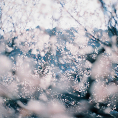 アルバム/april - tree/Hideyuki Hashimoto