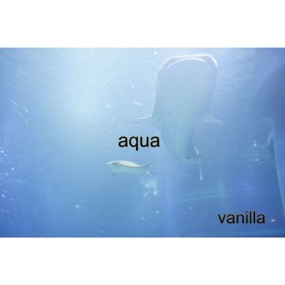 aqua/vanilla