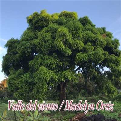 アルバム/Valle del viento/Madelyn Ortiz