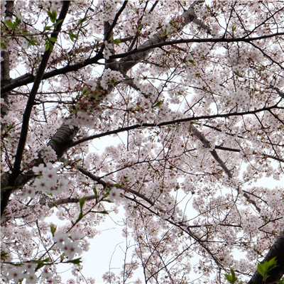 シングル/誰のために桜は咲く/富澤タク