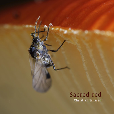 シングル/Sacred red/Christian Janssen