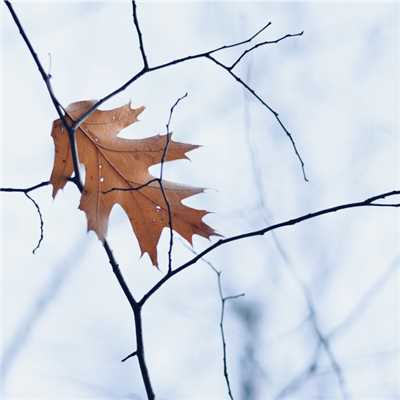 Dry leaves(1.02)/Kouta Kikuchi