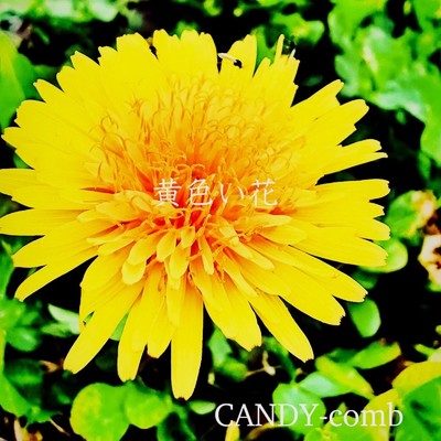 黄色い花/CANDY-comb
