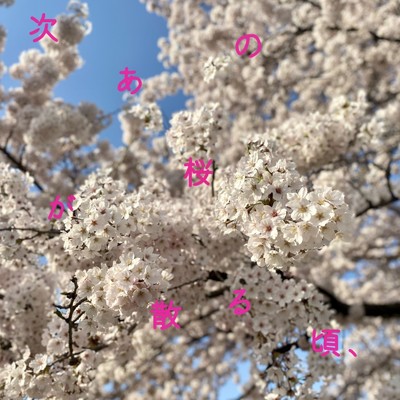 次あの桜が散る頃、(2024)/Aoi ハルヒ
