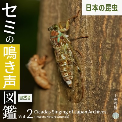 セミの鳴き声図鑑 Vol.2 日本の昆虫[自然音]/上田秀雄
