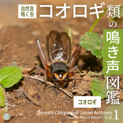アルバム/コオロギ類の鳴き声図鑑 Vol.1 コオロギ [自然音・鳴く虫]/上田秀雄