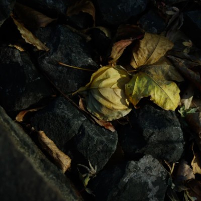 落葉/autumn leaves