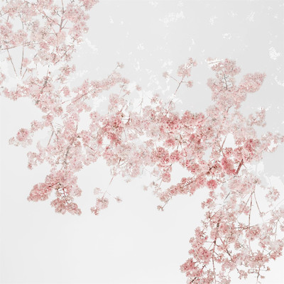 アルバム/Blossom/Lawani