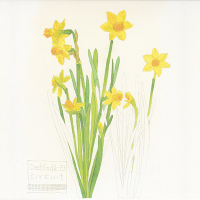 シングル/vermilion sands/Daffodil-19