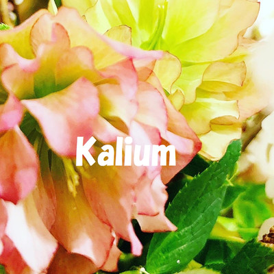 アルバム/Kalium/elvinenichols