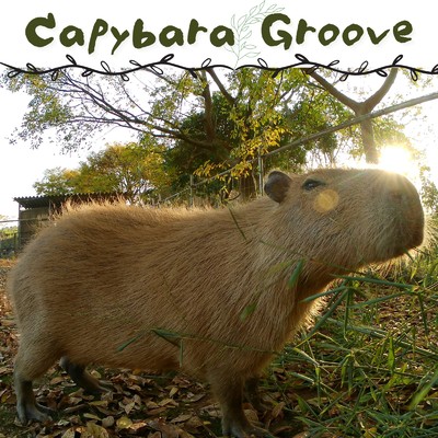 Capybara Groove/カピ王国
