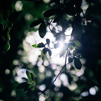 シングル/Spruce/Gloveity