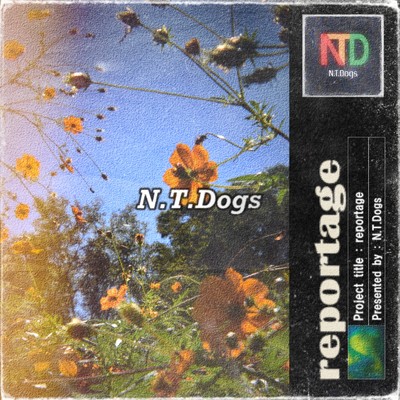 reportage/N.T.Dogs