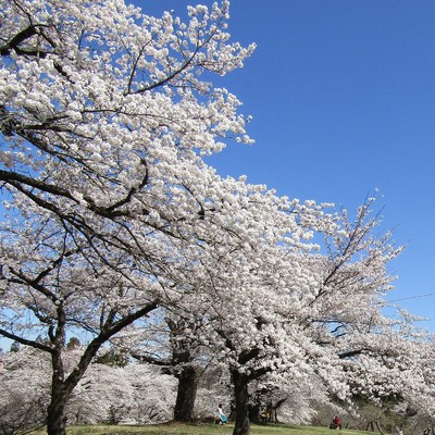 何時か満開の桜の下で/Oniyanma