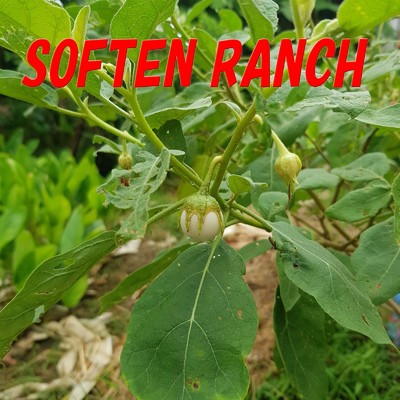 Soften Ranch/Hanuka Santo