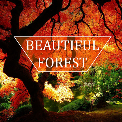 Beautiful Forest/Susanne Akca