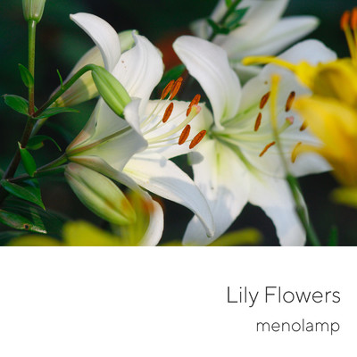 シングル/Lily Flowers/menolamp