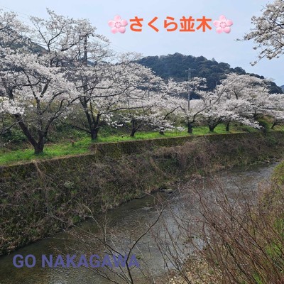 さくら並木/GO NAKAGAWA