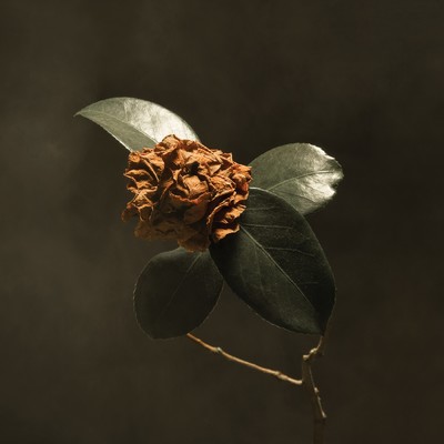 アルバム/Young Sick Camellia (Japan Version)/St. Paul & The Broken Bones