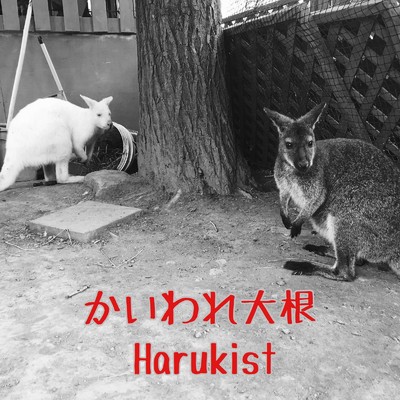 アルバム/かいわれ大根/Harukist