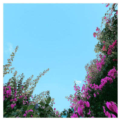 Summer Flowers/Vingel Beats