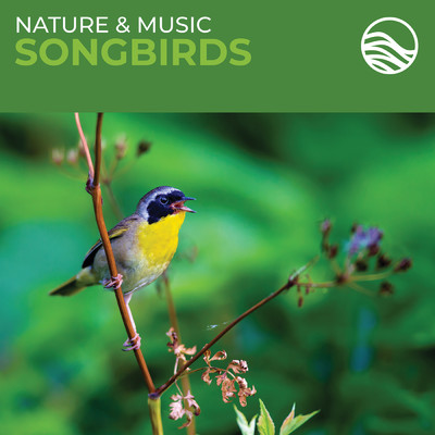 アルバム/Nature & Music: Songbirds/ブライアン・ハーディン