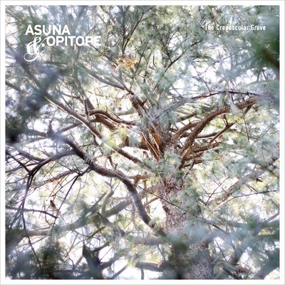 patches of sunlight on the forest floor./Asuna & Opitope