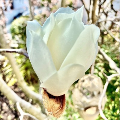 yulan magnolia/yuriko imaoka
