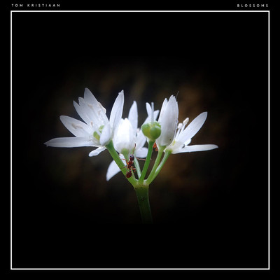 シングル/Blossoms/Tom Kristiaan