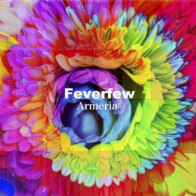 Feverfew/Armeria
