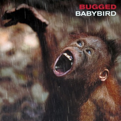 アルバム/Bugged/Babybird