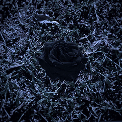 黒いバラ/所在不明