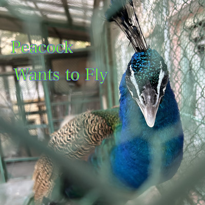 Peacock Wants to Fly/EZ BGM