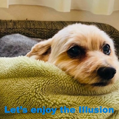アルバム/Let's enjoy illusion/Teruka's