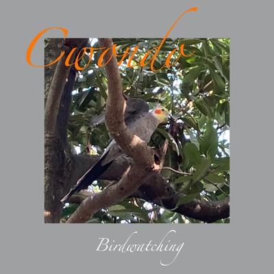 Birdwatching/Cwondo