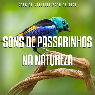 アルバム/Sons de Passarinhos na Natureza/Sons da Natureza para Relaxar