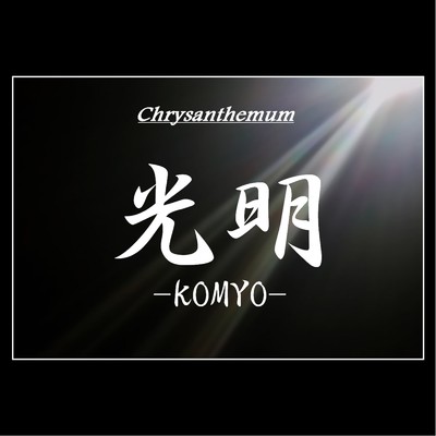 シングル/光明/Chrysanthemum