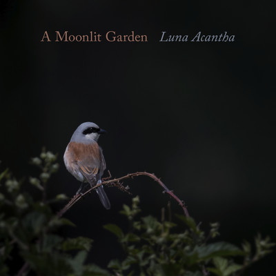 A Moonlit Garden/Luna Acantha