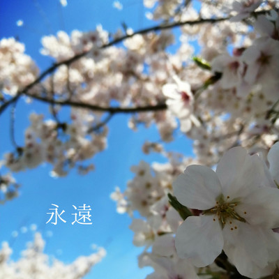 桜の弾丸/KENGO HONDA