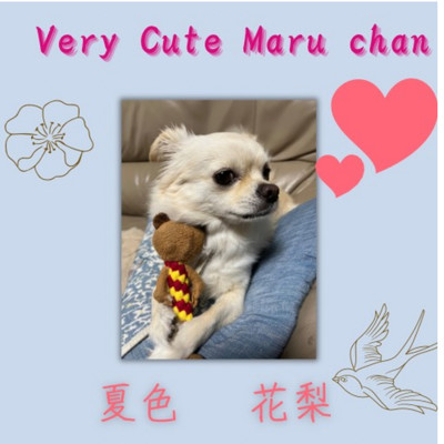 Very Cute Maru chan/夏色 花梨