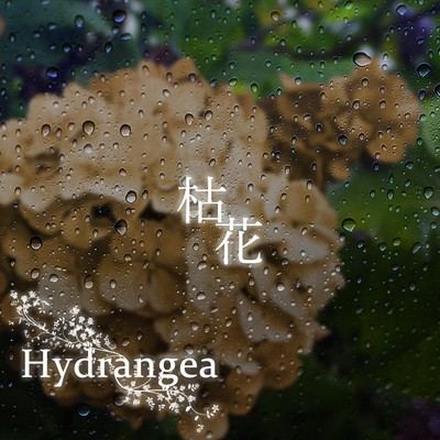 枯花/Hydrangea