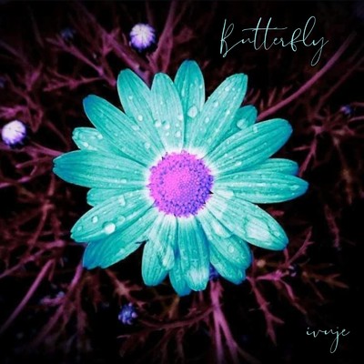 シングル/Butterfly/ivuje